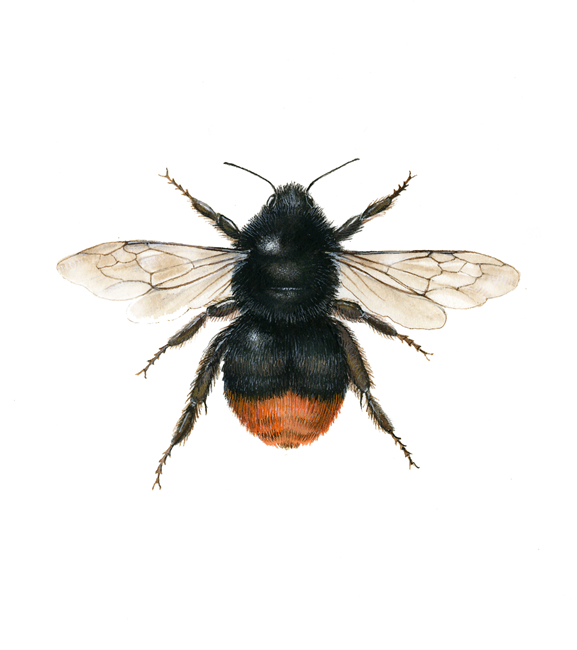 Bombus lapidarius